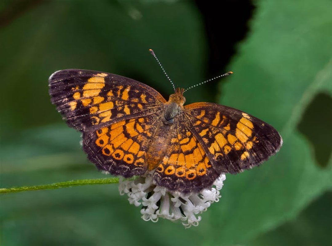 ¿Por Qué el Muslo es el Lienzo Perfecto? Ubicación, Dolor y Ventajas